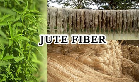 Jute Fiber: Rivoluzionando il Packaging Sostenibile e le Applicazioni Biomediche!